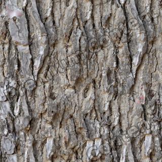 seamless tree bark 0003